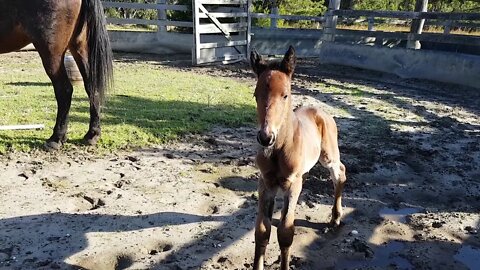 My horses