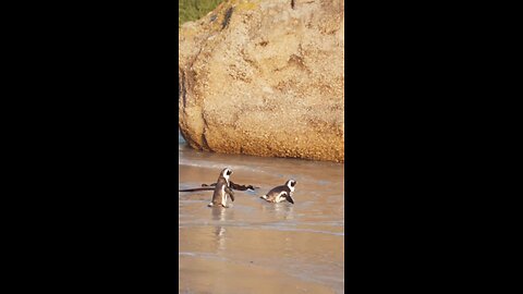 video of the penguins