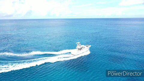 Guam Drone chasing Happy Dolphins 關島 無人機 與 海豚 追蹤
