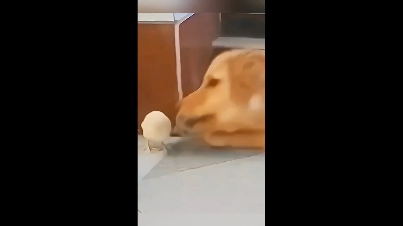 Funny Dog Moment