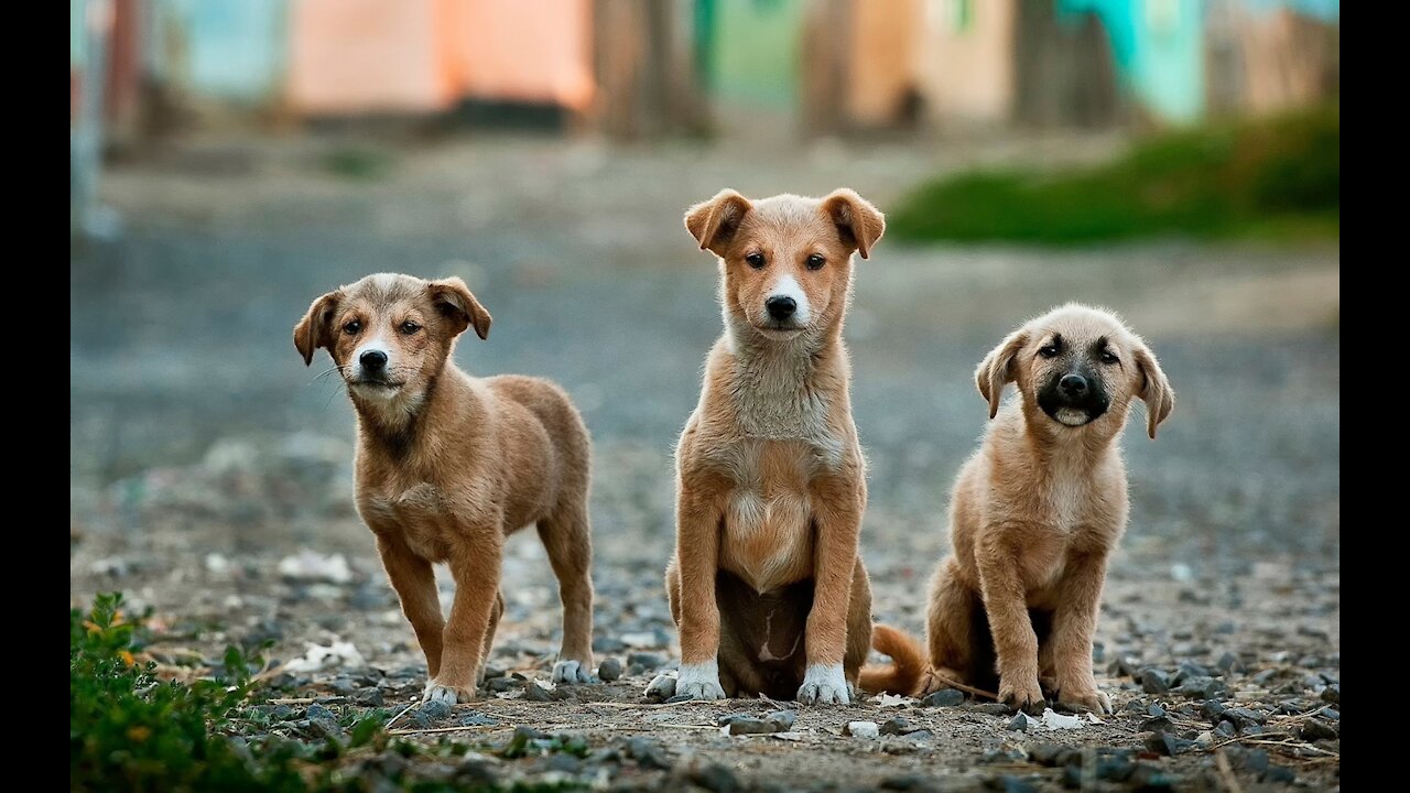 Funny Pet - Video funny dog