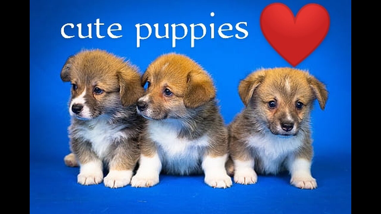 Cute puppies