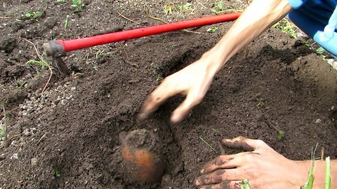 Giant carrot in our garden