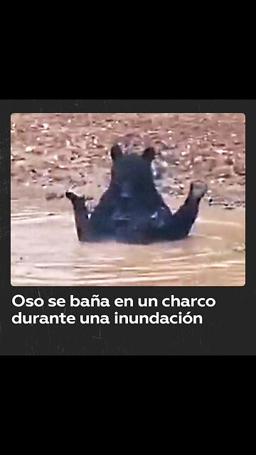 Oso disfruta de la inundación en la región rusa de Primorie