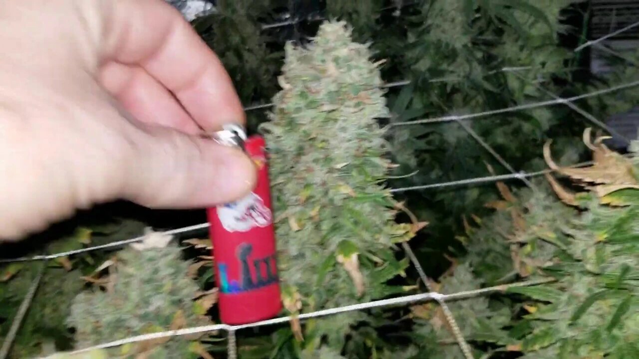 North Genetics Spacedust Day 65 Harvest
