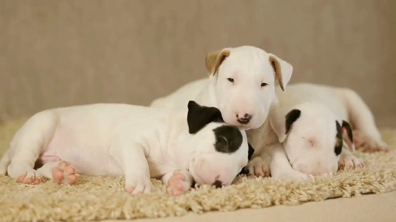 Cute puppies of bull terrier