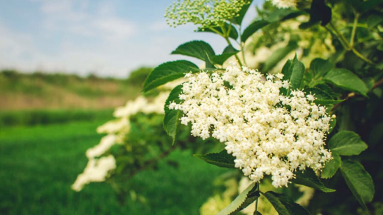 Benefits of the Elder Flower