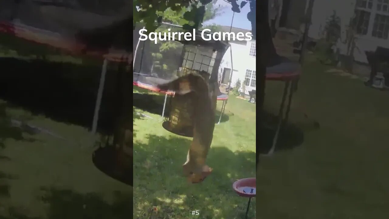 Curious Conversation: When Squirrels Meet Birds. #shorts