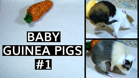 Baby Guinea Pigs!