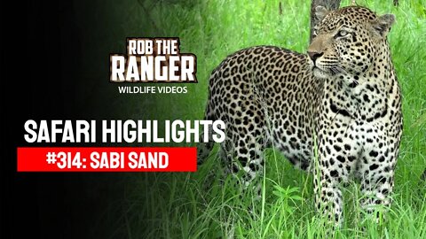 Safari Highlights #314: 01 - 06 January 2015 | Sabi Sand Nature Reserve | Latest Wildlife Sightings