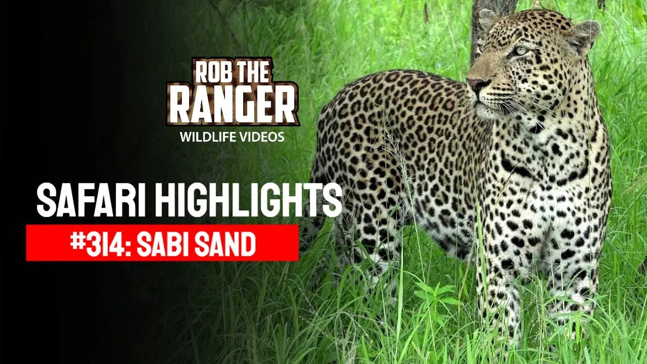 Safari Highlights #314: 01 - 06 January 2015 | Sabi Sand Nature Reserve | Latest Wildlife Sightings