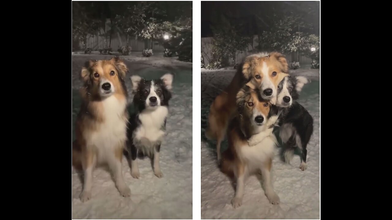 Funny dogs take afamily photo | smart Dogs