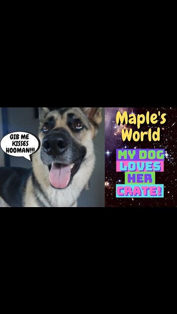 Crate Training Done The Right Way | Hyperactive Gerberian Shepsky is Happy In Her Cage