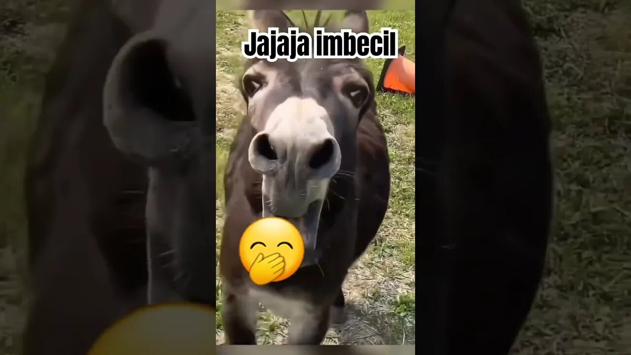 #animales #divertidos #humor