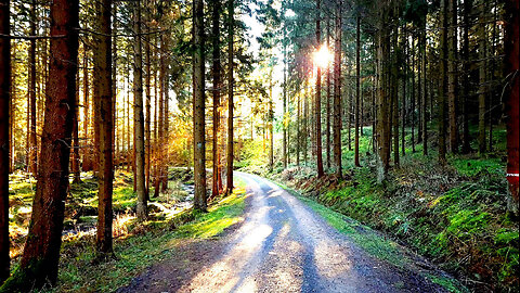 Afternoon In The Forest - ASMR Relaxing Virtual Forest Walk Nature Sounds No Music