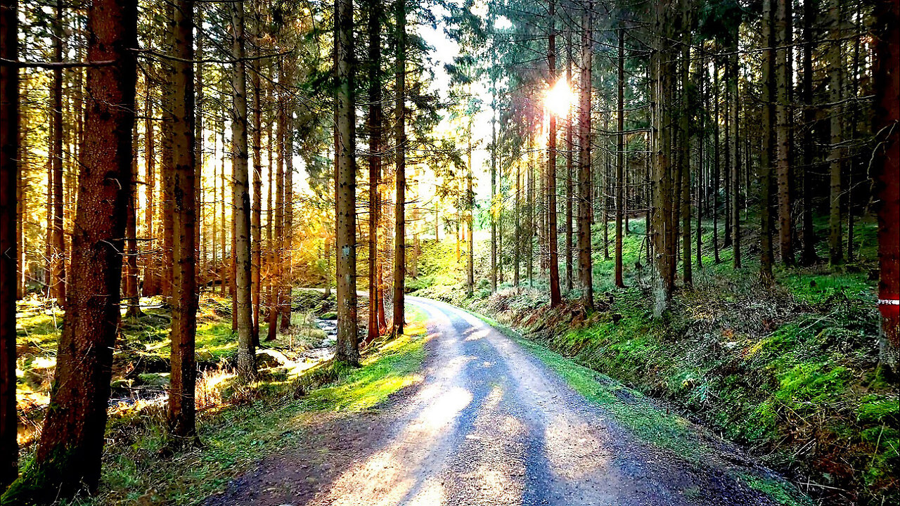 Afternoon In The Forest - ASMR Relaxing Virtual Forest Walk Nature Sounds No Music