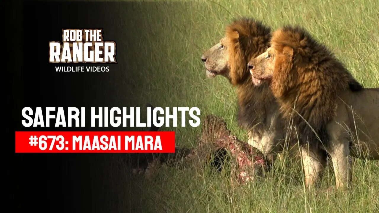 Safari Highlights #673: 09 & 10 March 2022 | Maasai Mara/Zebra Plains | Latest Wildlife Sightings