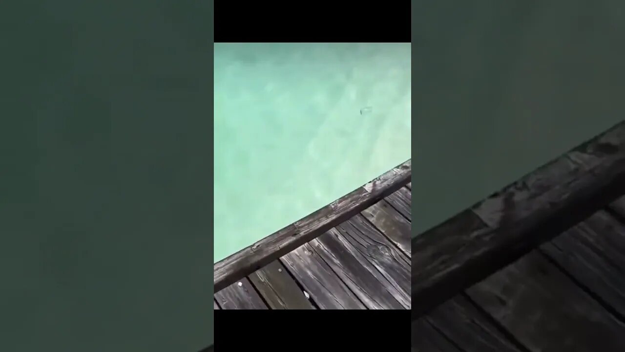 Fish vs Shark With Surprise Guest Interference #shorts