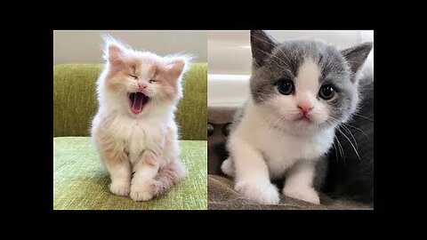 Baby Cats - Cute and Funny Cat Videos Compilation #7 _ Fun With Animals