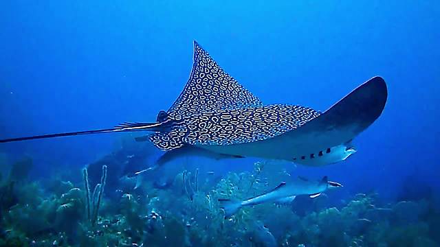 Diver nearly misses once in a lifetime encounter