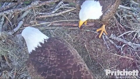 Harriet and M Congratulations on2 bundles joy! E-17 hatched 4:41 pm E-18 hatched 6:26 pm 1-23-21