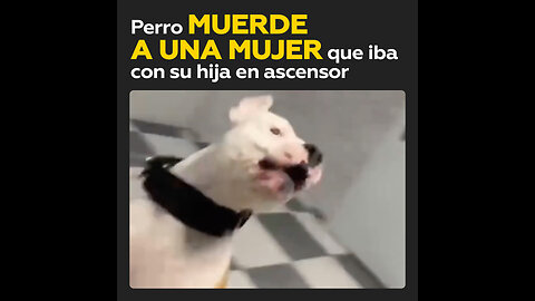 Un perro ataca a una mujer que iba con su pequeña hija en el ascensor de un edificio