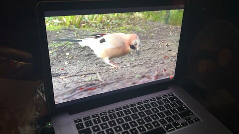 My dog watching TV at night