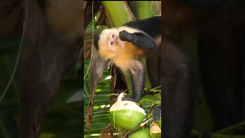 Upset Monkey Drinking Coconut Water 😱 #shorts #shortsfeed