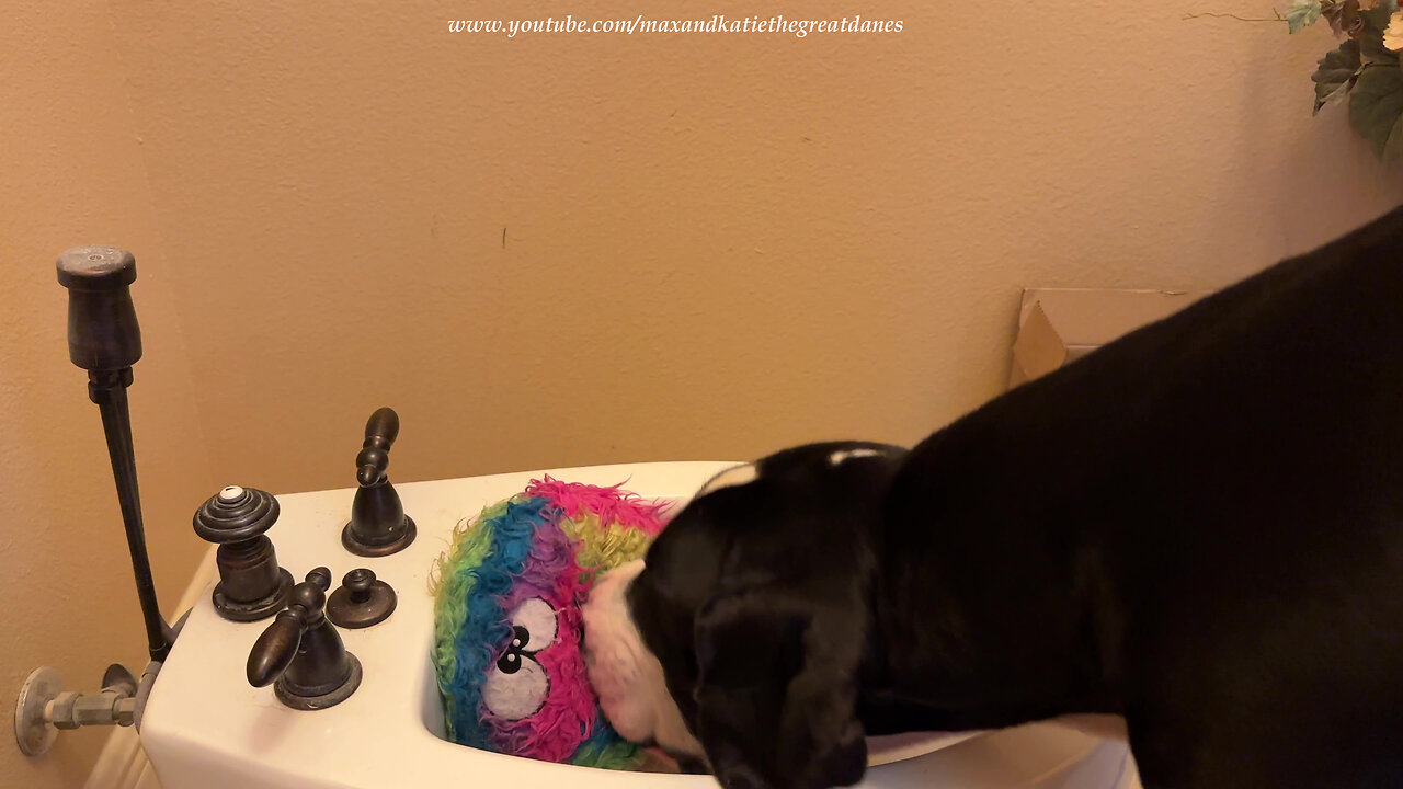 Funny Great Dane Wants To Share A Bidet Drink With Her Toy