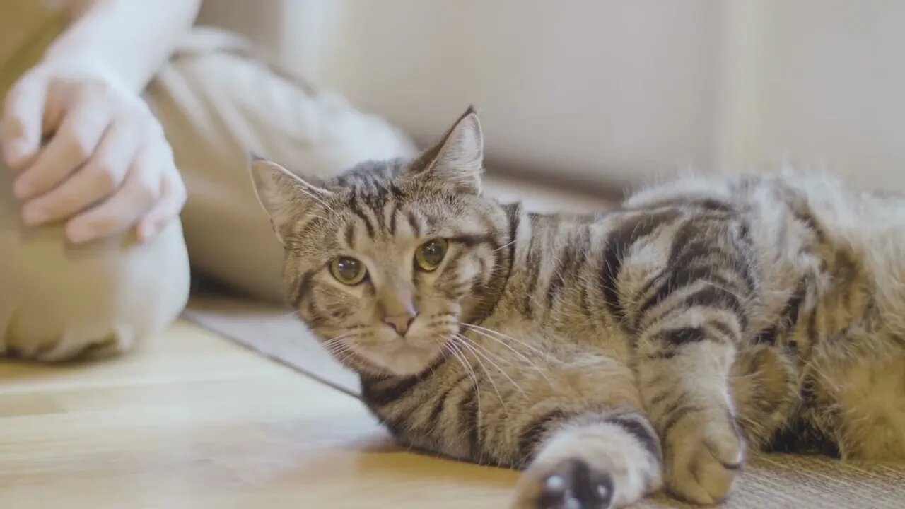 Cute fluffy tabby cat, Funny cute pets lovers