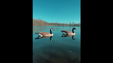 Goose Gans 🦢🦆 Germany ♥️❤️