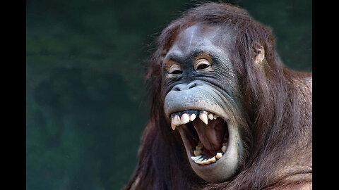 Try not to laugh CHALLENGE