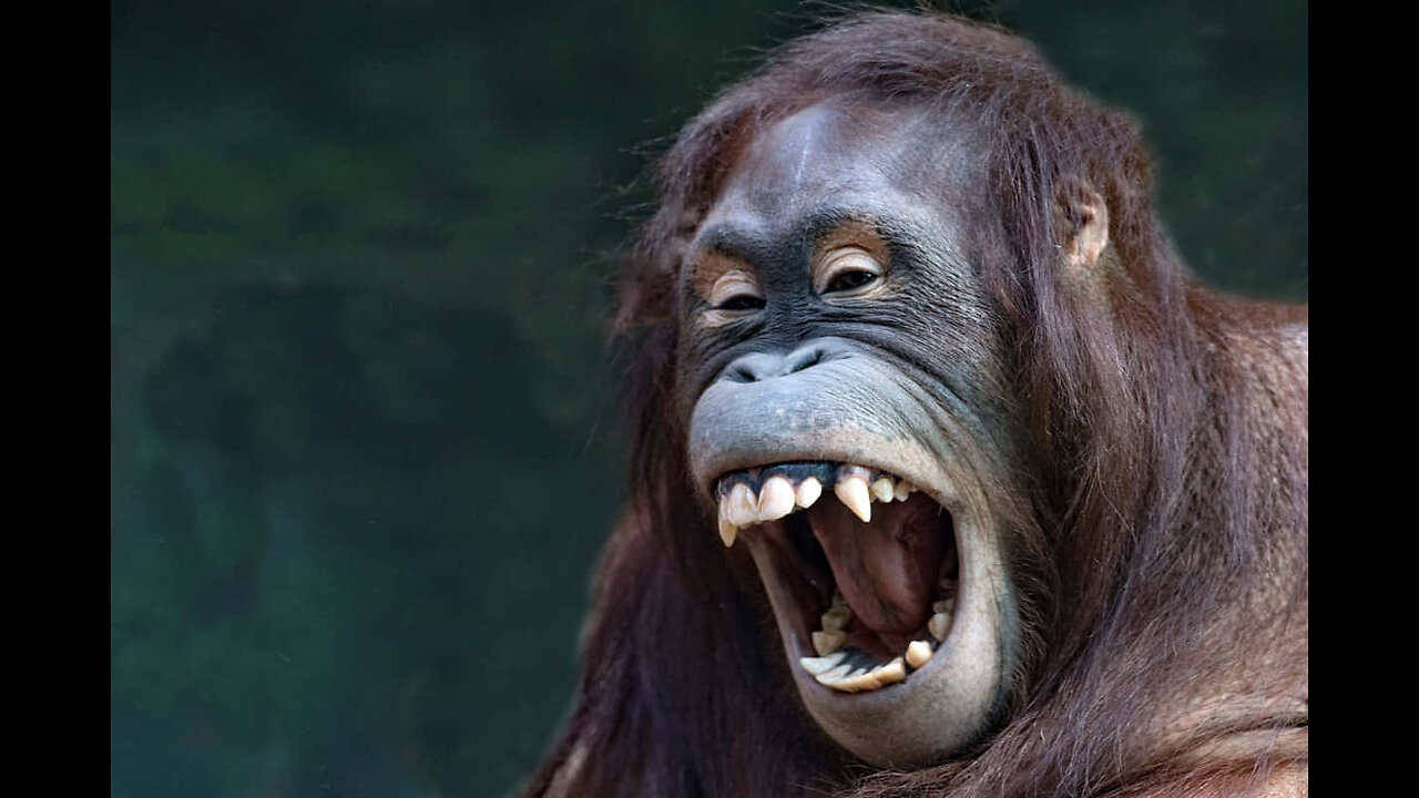 Try not to laugh CHALLENGE