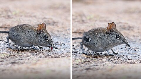 Thirsty Elephant Shrew Adorably Drinks Spilled Bear