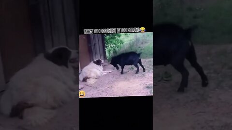 Funny 🤣 videos you can't control your laugh 😜😂(5)