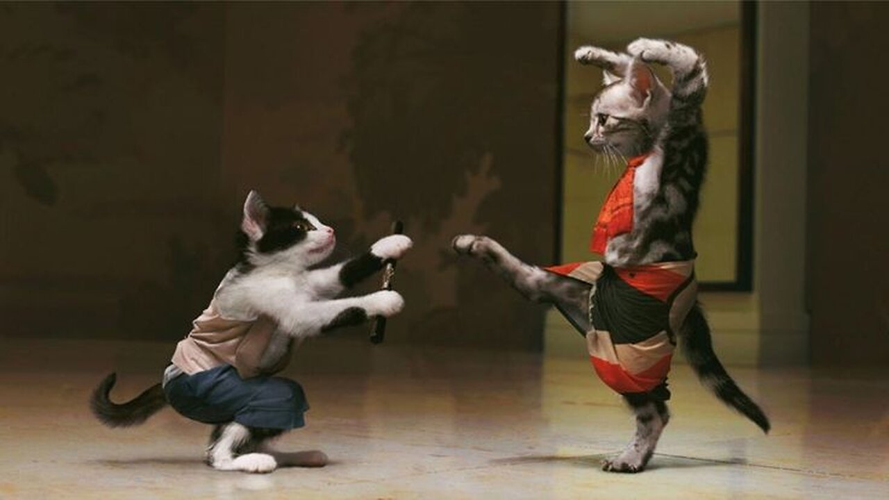 cat fight