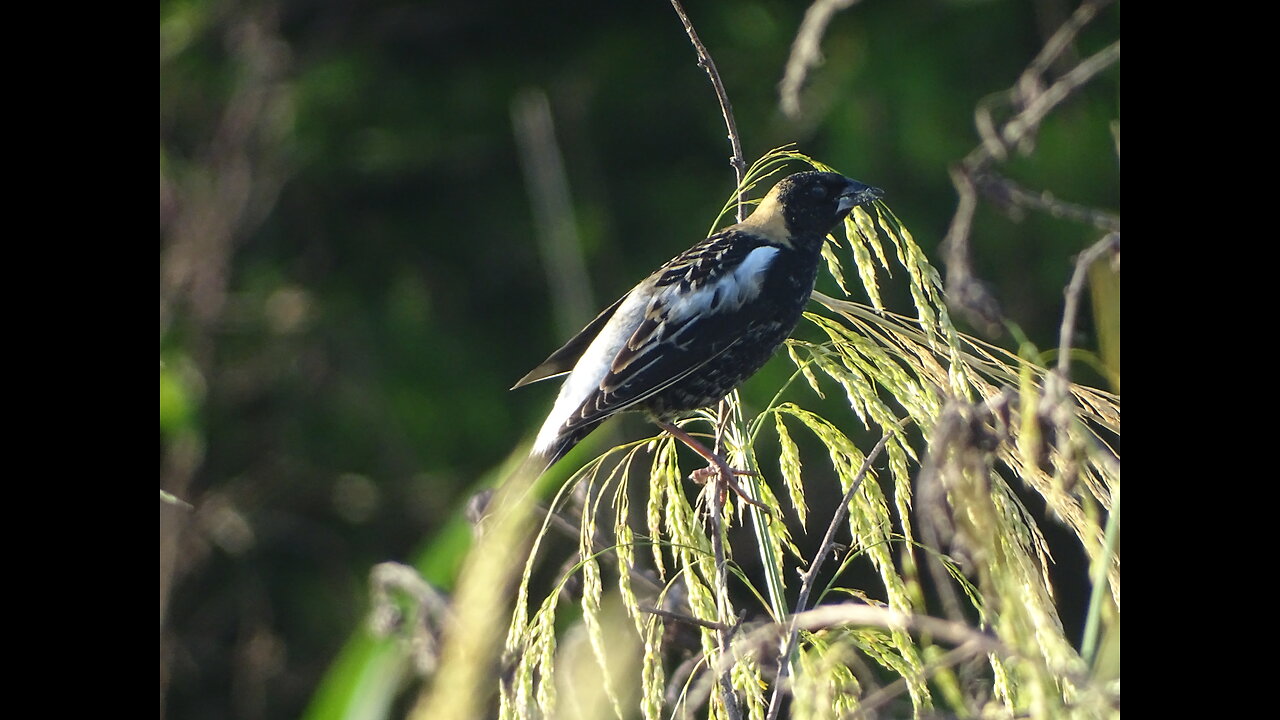 Migrating Bobolink passing through Florida