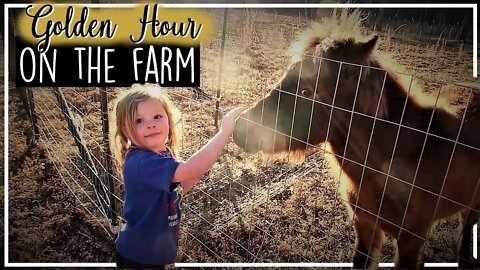 Winter Work To Help In Spring//Our Mini Horse Is FAST!//Golden Hour