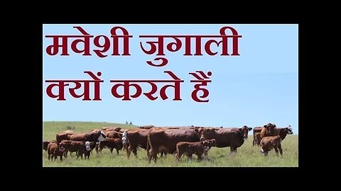 मवेशी जुगाली क्यों करते हैं