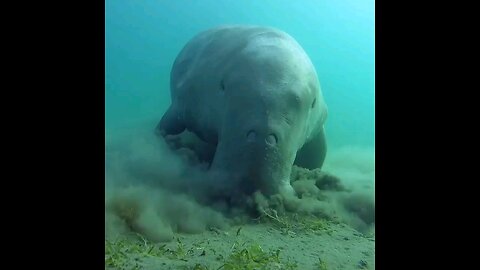 Sea cow