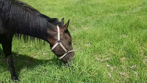 Ruby the day she arrived to us Feb 15, 2019