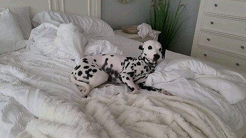 Luna on vacation in Florida