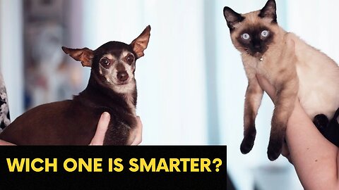 Dogs or Cats? Which One Is Smarter? Scientists Revealed