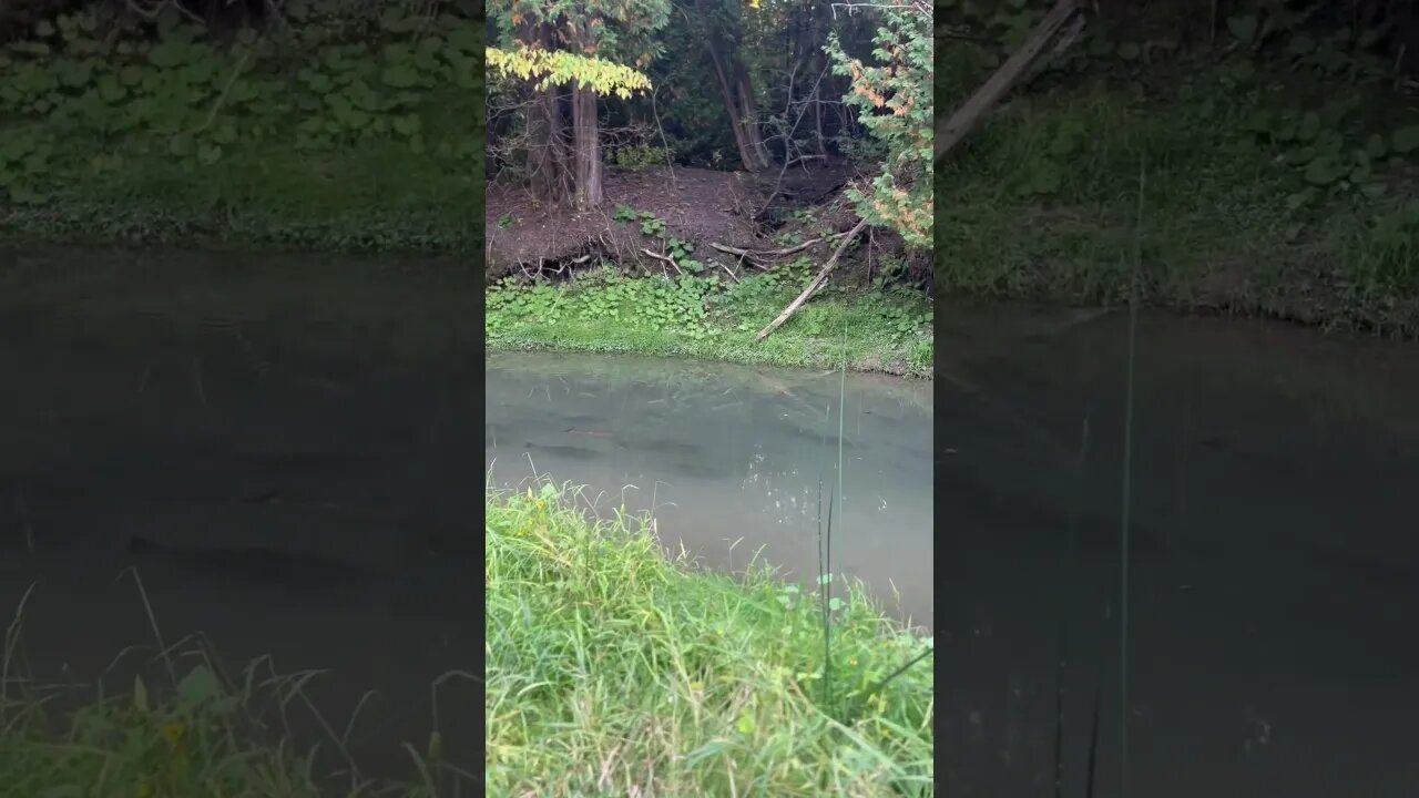 Wild🇨🇦Salmon on Canadian Creek #canada #nature #canadatravel #hiking #explorecanada