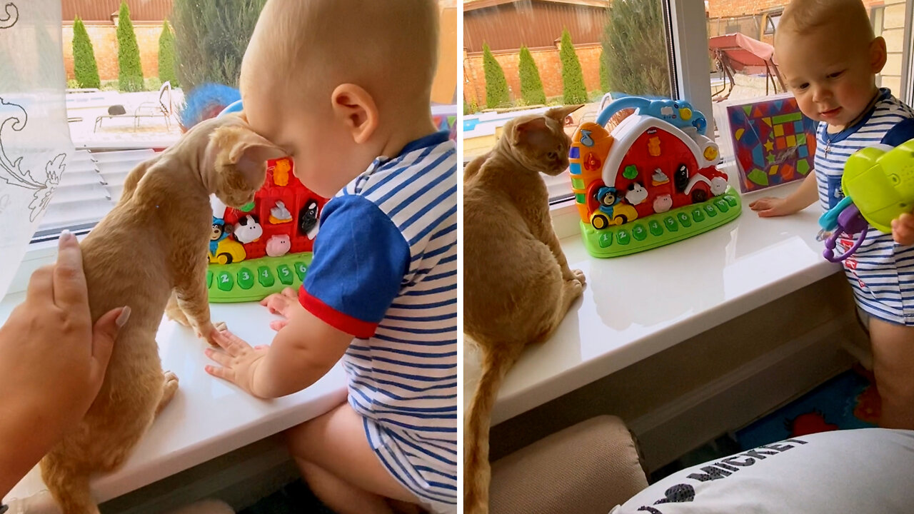 Kittens and babies playing together compilation