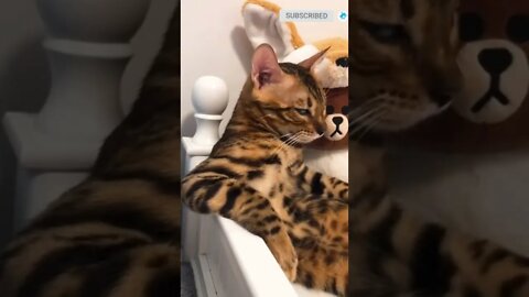 cute cat videos 😹 funny videos 😂 465 😻