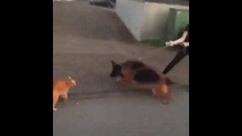 Bruce Lee Kitten