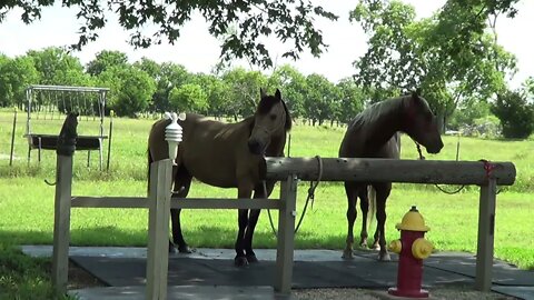 Tying Horses Together To Get Along - Go Over How I Tie Horses & Different Knots