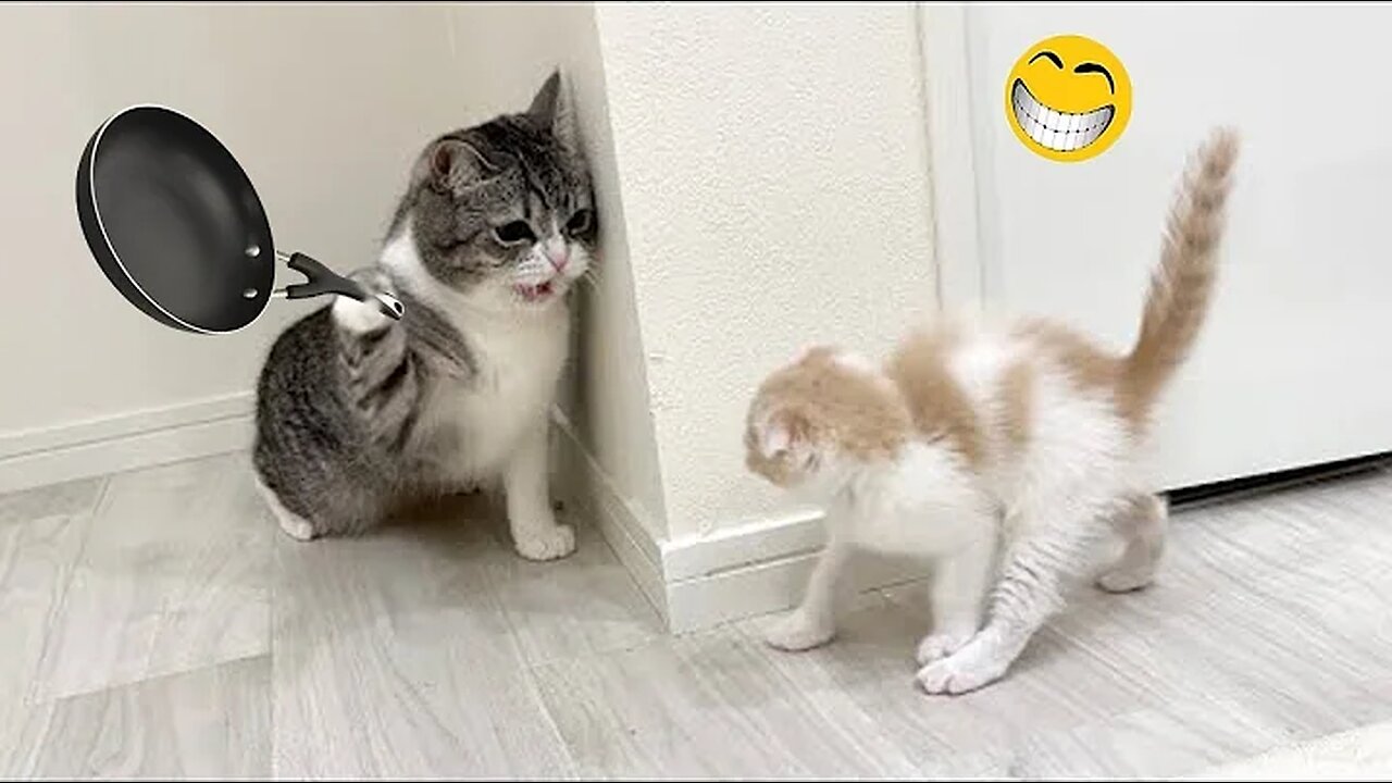 Funny Animal Videos 2023 🥰 - Funniest Dogs and Cats Videos 😁#1