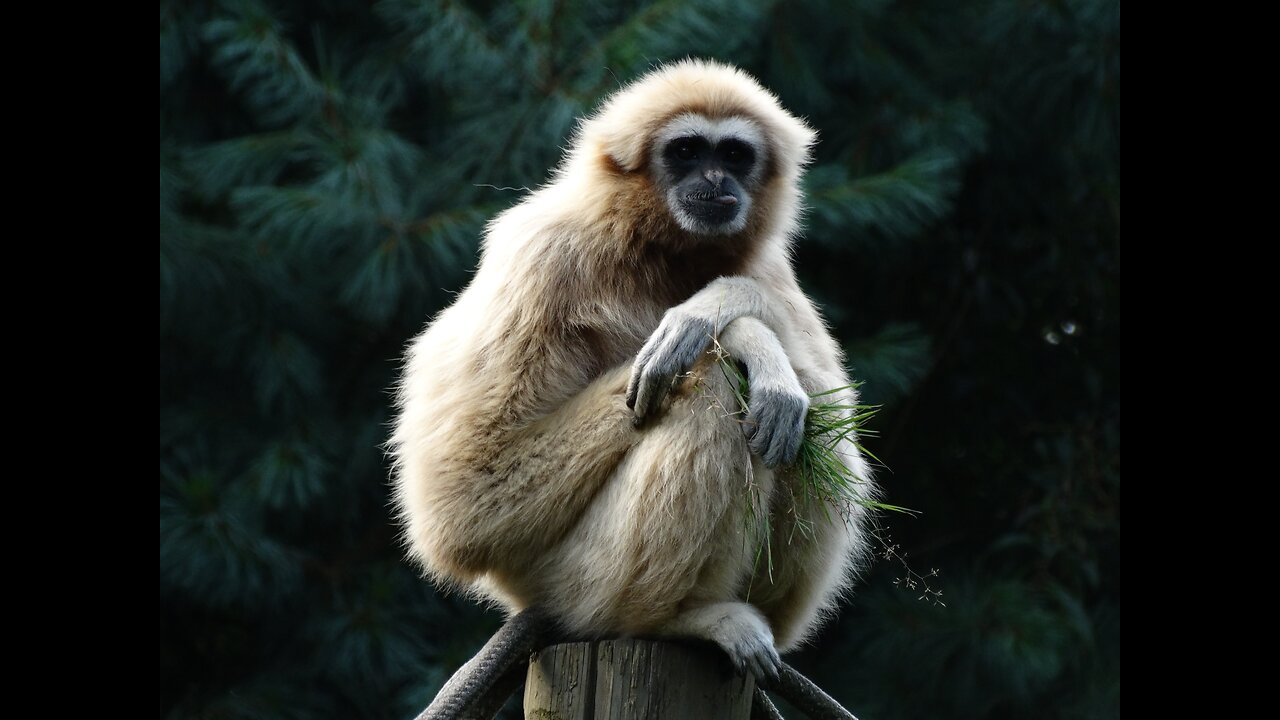 Cute Gibbons Playing & Climbing